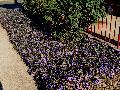 Desert Petunia / Ruellia brittoniana 